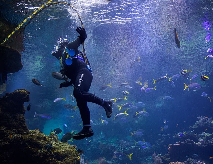 Подводные прогулки diving-2-min.jpg