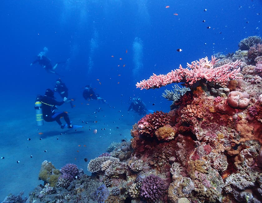 Коралловые рифы Шарм-эль-Шейха diving-egypt-7-min.jpg