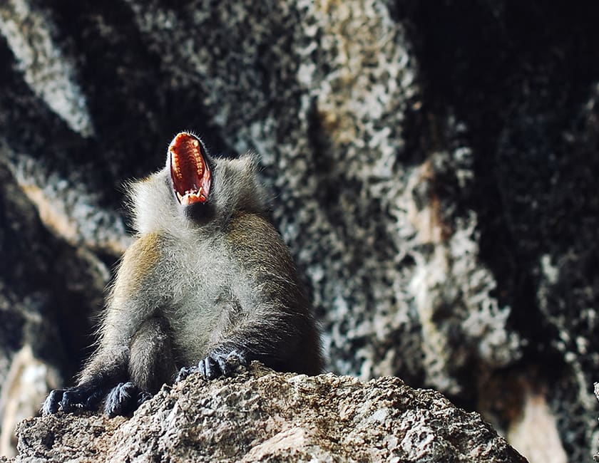 Обезьяна в заповеднике monkey-island-min.jpg