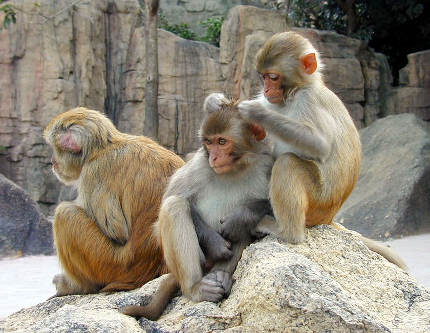 Остров обезьян в Хайнане monkeys-on-hainan-min.jpg