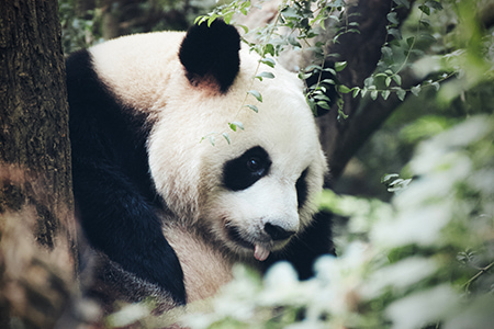 Панда в заповеднике Ченду panda-kitay-min.jpg