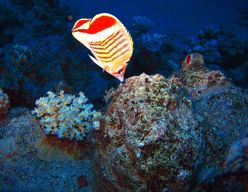 Фауна Красного моря red-sea-min.jpg