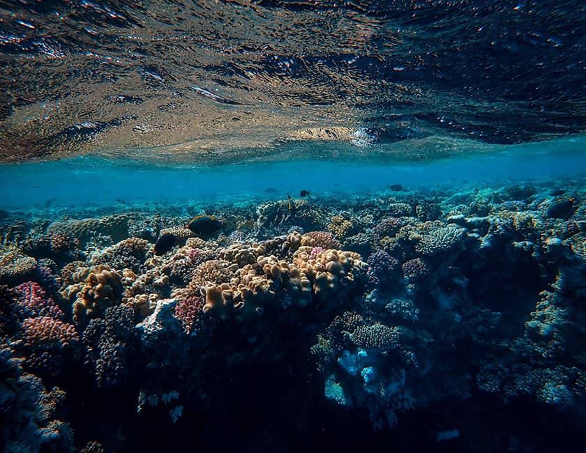 Подводный мир Египта under-water-min.jpg